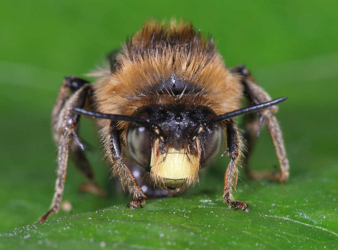Anthophora furcata BWARS